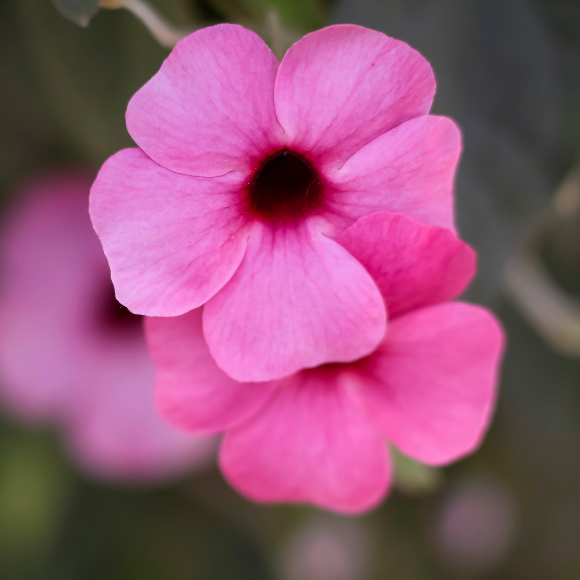 Fleurs pour terrasses et balcons - Suzanne aux yeux noirs rose - Thunbergia alata Sunny Susy® Rose Sensation