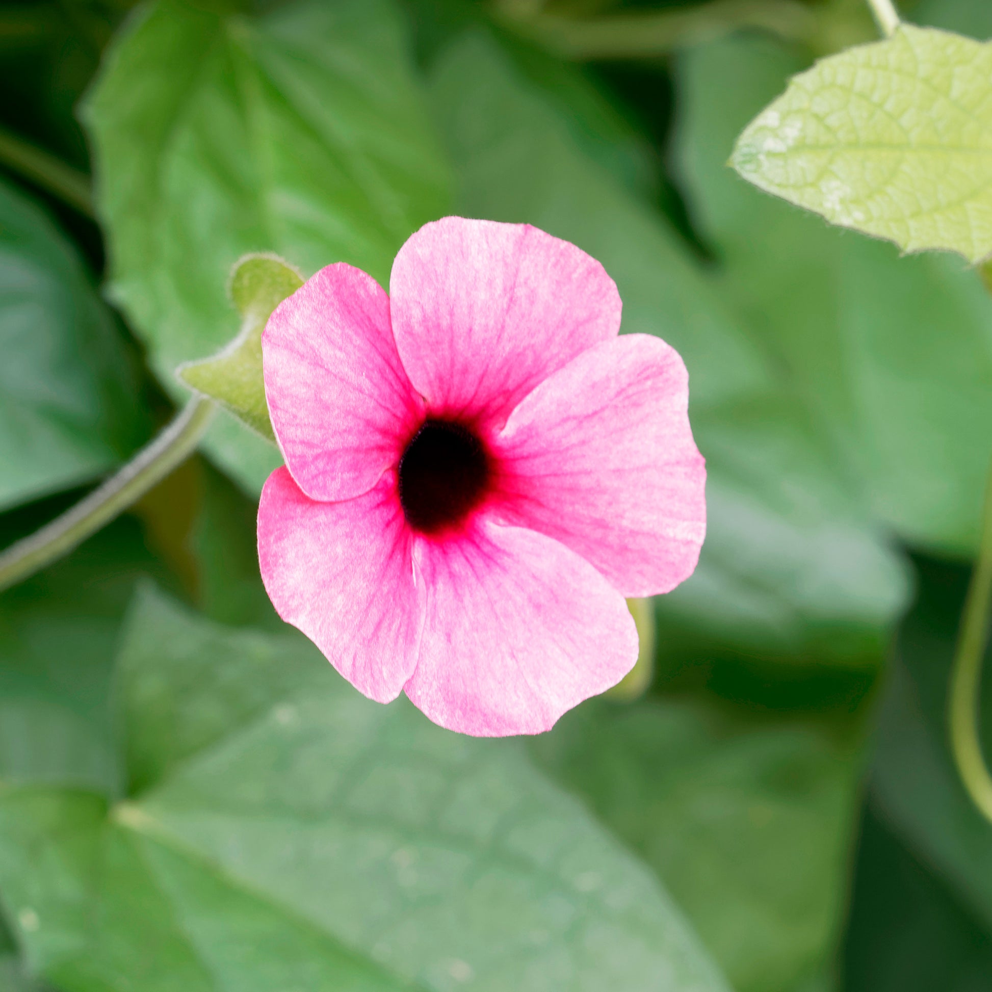 Thunbergia alata Sunny Susy® Rose Sensation - Suzanne aux yeux noirs rose - Fleurs pour terrasses et balcons