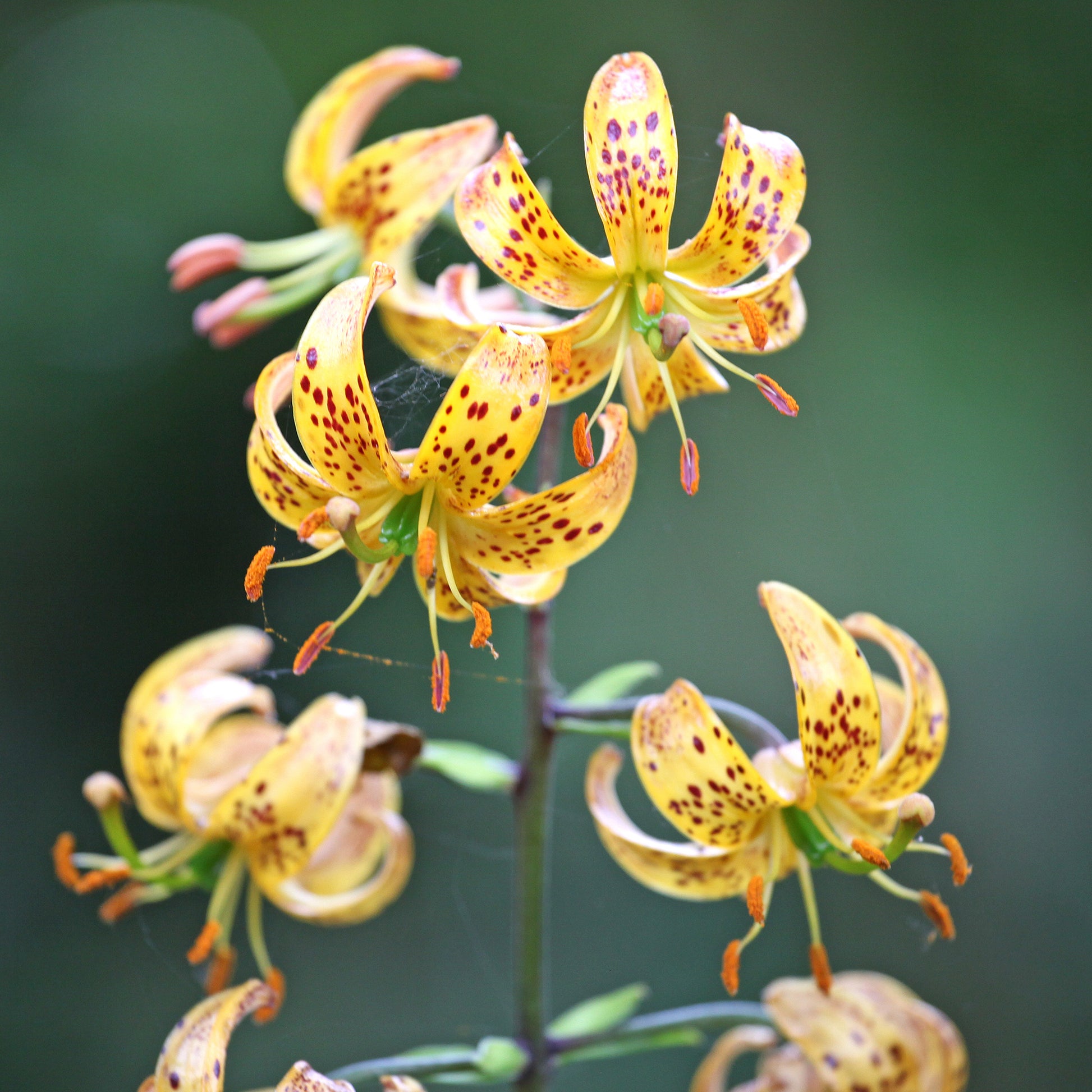 Lis martagon Sunny Morning - Bakker