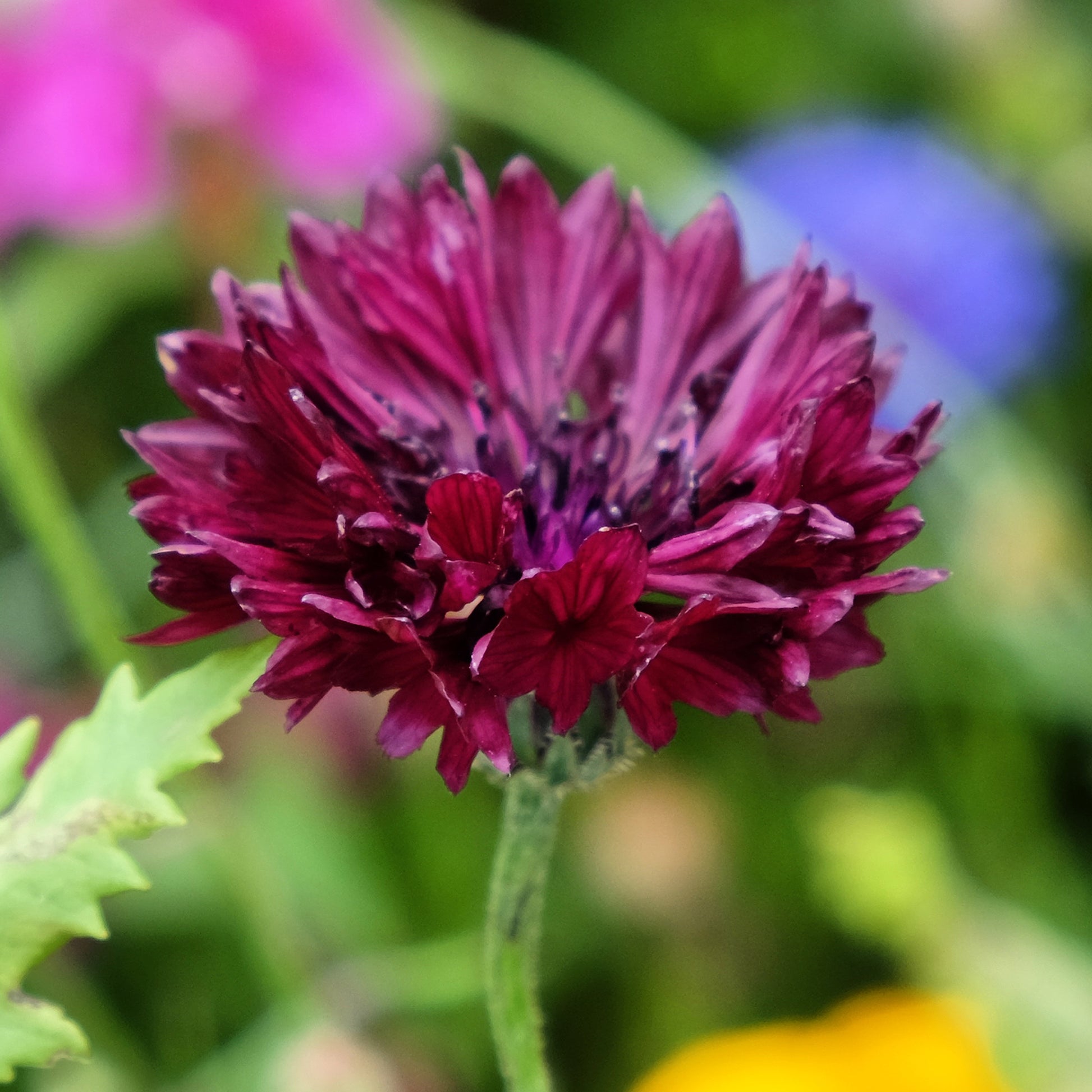 Centaurea cyanus Black Ball - Centaurée Black Ball - Graines de fleurs annuelles