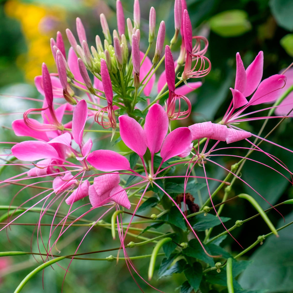 Cléome Violet Queen - Cleome hassleriana Violet Queen - Bakker