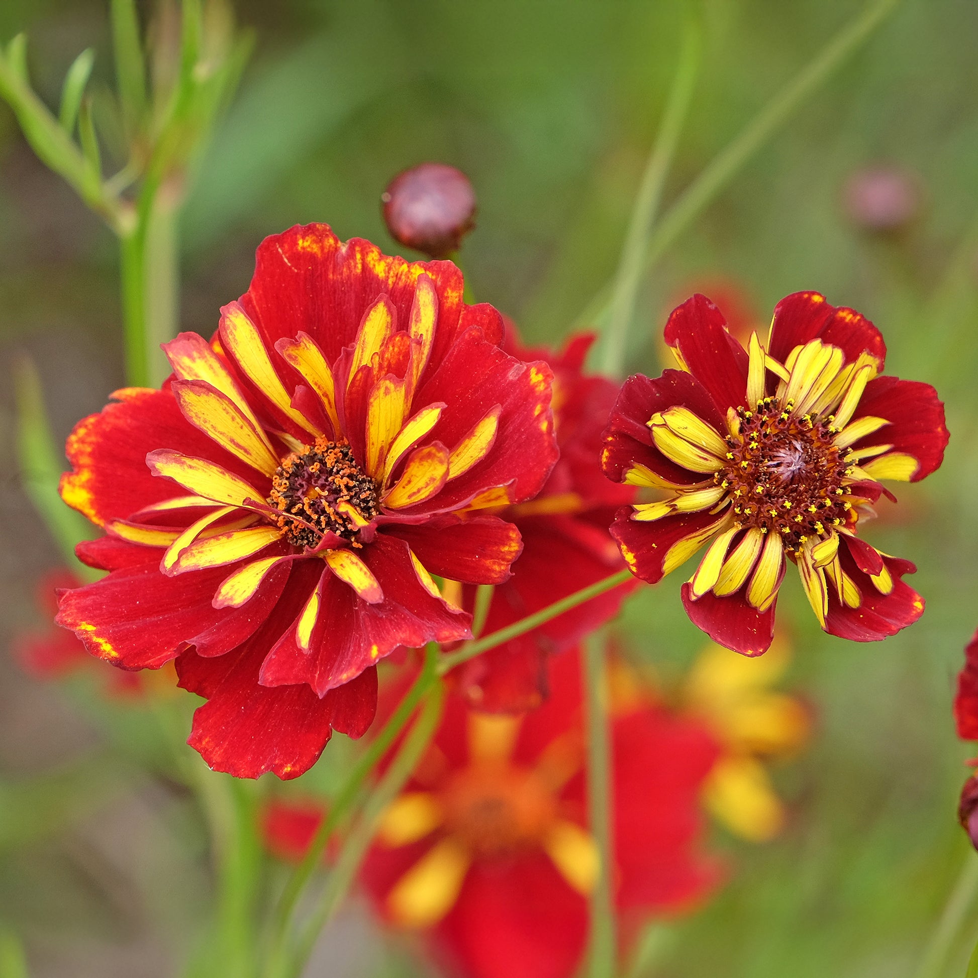 Coreopsis Roulette - Coreopsis tinctoria Roulette - Bakker