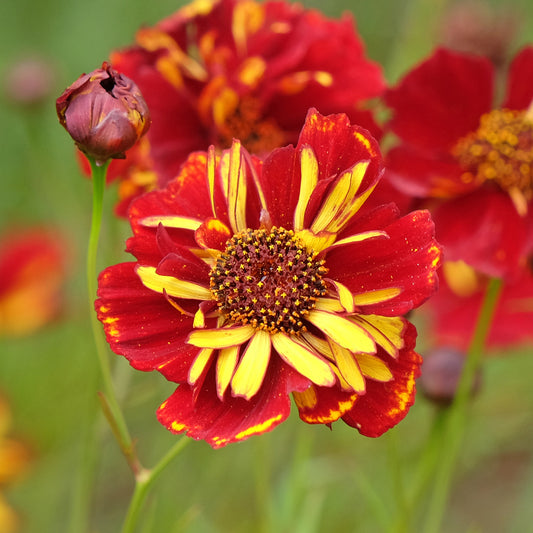 Coreopsis Roulette - Bakker