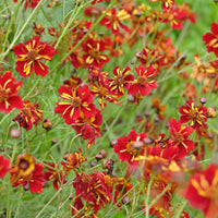 Coreopsis tinctoria Roulette - Coreopsis Roulette - Graines de fleurs