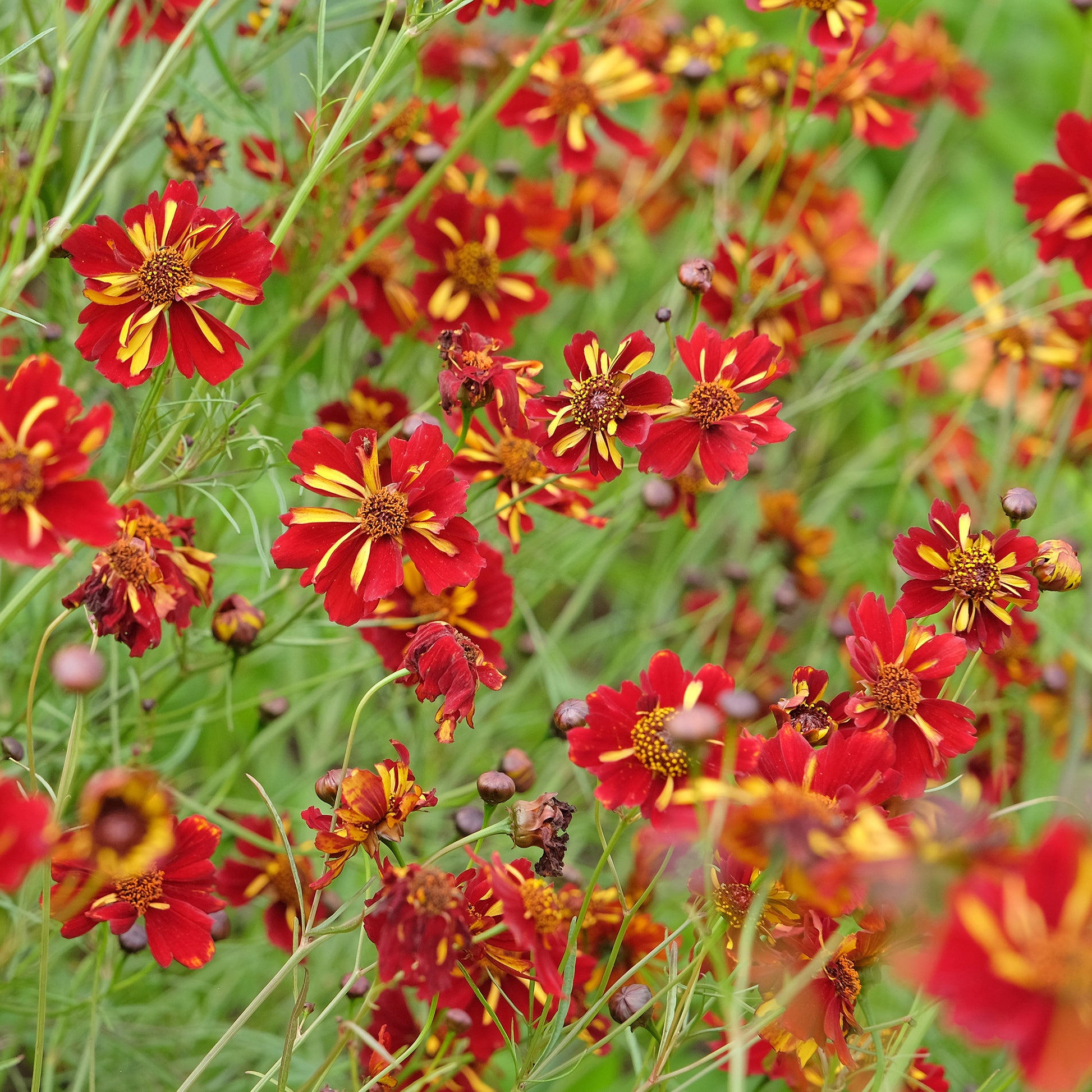 Coreopsis tinctoria Roulette - Coreopsis Roulette - Graines de fleurs