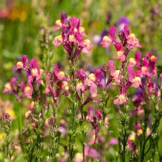 Linaria Northern Lights - Bakker