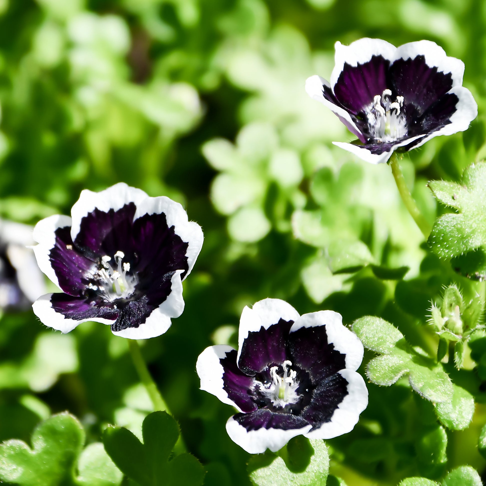 Nemophile Penny Black - Nemophila menziesii Penny Black - Bakker