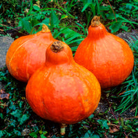 Potimarron Uchiki Kuri - Bakker