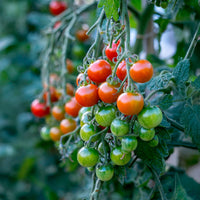 Tomate cerise Délice du jardinier - Bakker