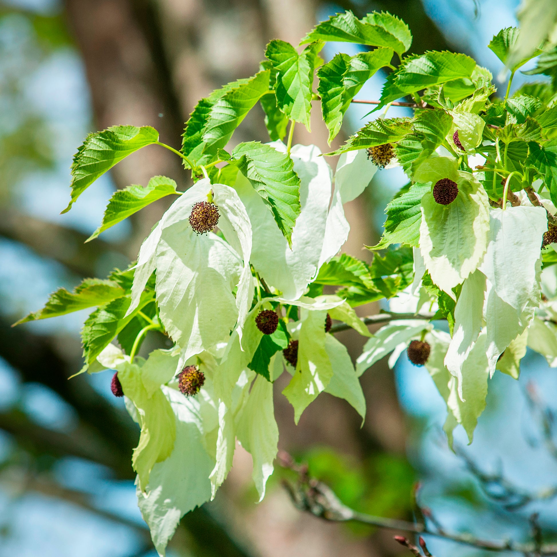 Arbustes fleuris - Arbre aux mouchoirs - Davidia involucrata