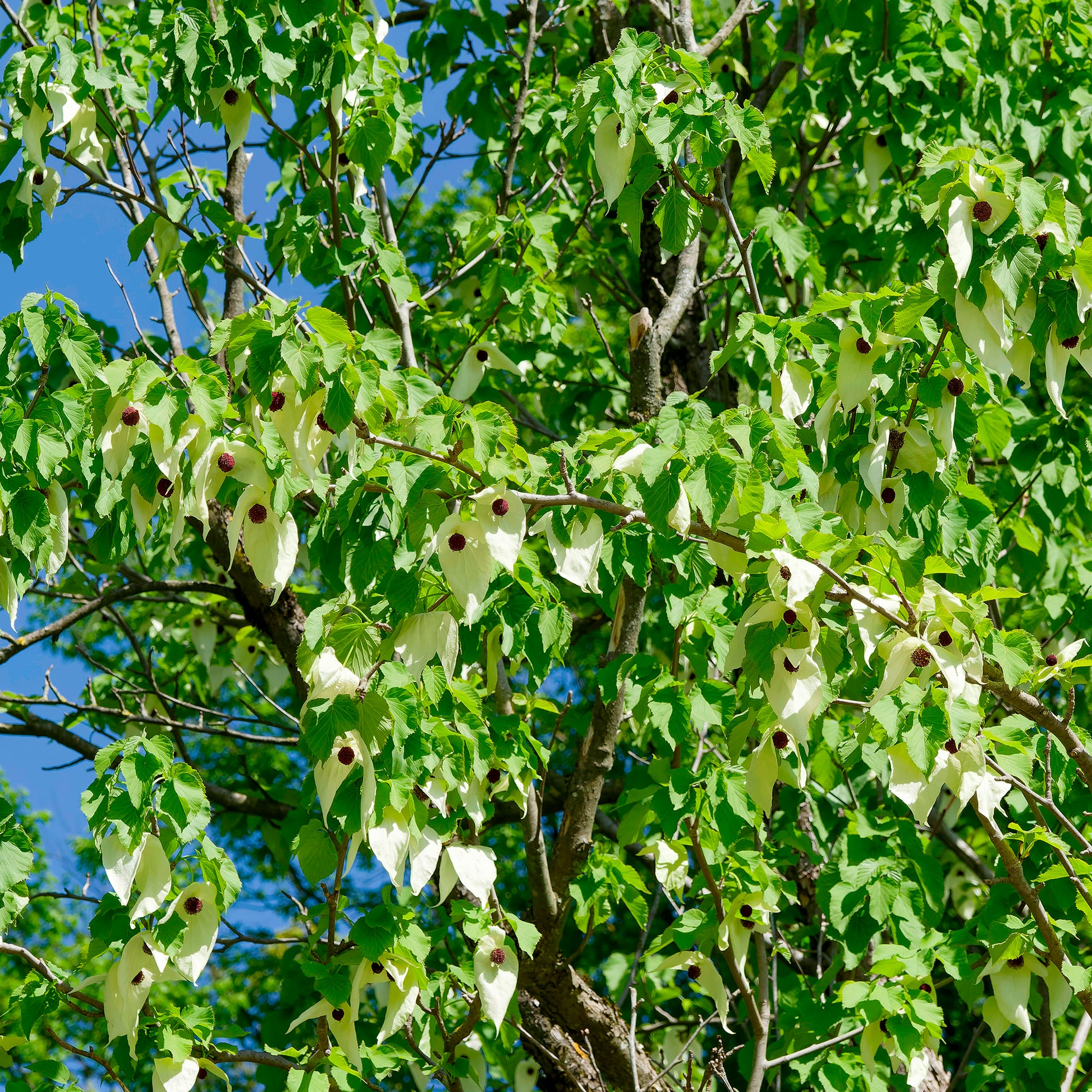 Arbre aux mouchoirs - Davidia involucrata - Bakker