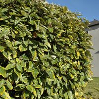 Elaeagnus ebbingei Viveleg - Chalef ebbingei Viveleg - Eleagnus