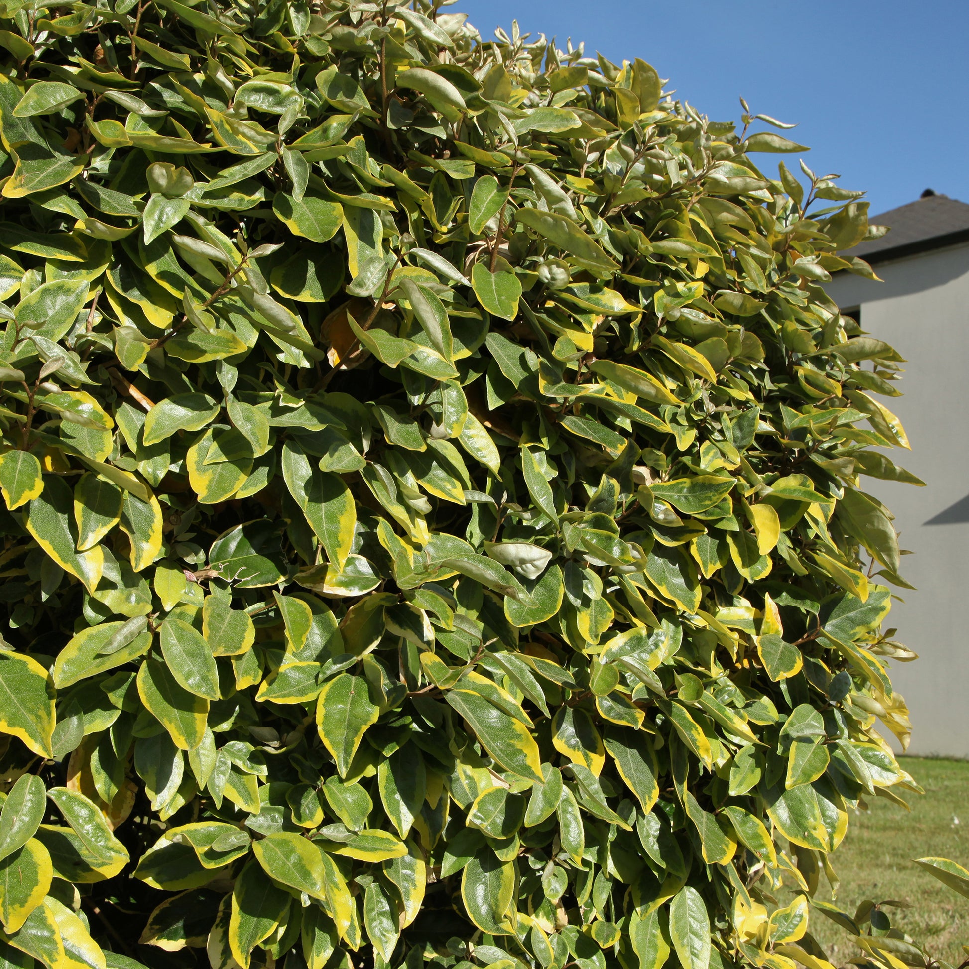 Elaeagnus ebbingei Viveleg - Chalef ebbingei Viveleg - Eleagnus