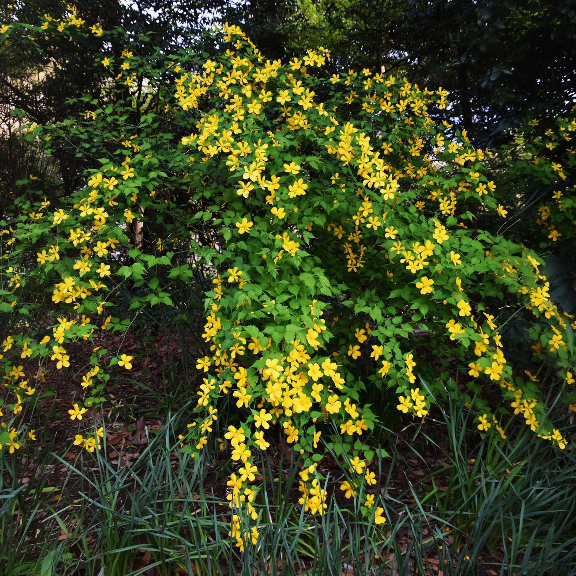 Vente Corête du Japon Golden Guinea - Kerria japonica Golden Guinea