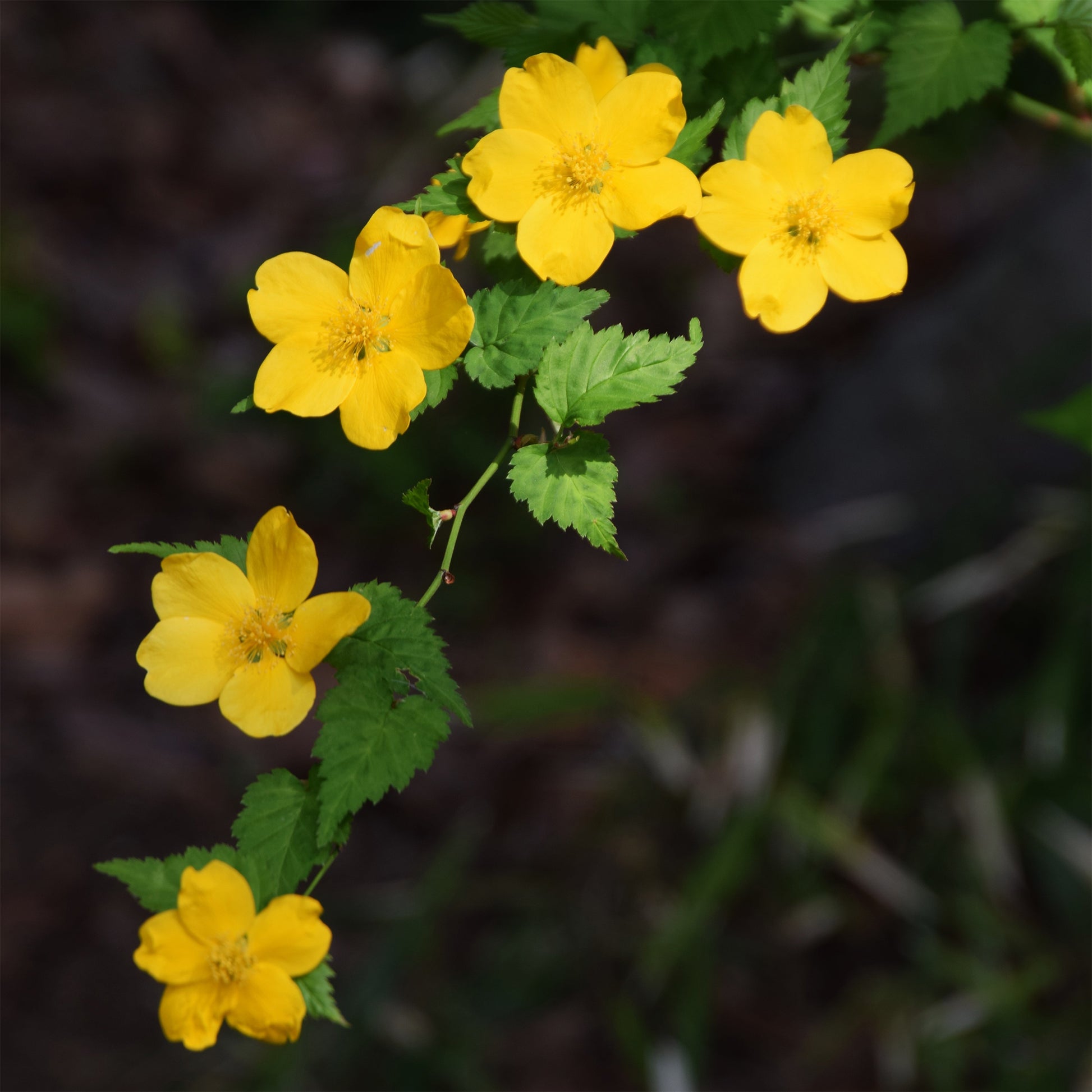 Kerria japonica Golden Guinea - Corête du Japon Golden Guinea - Arbustes fleuris