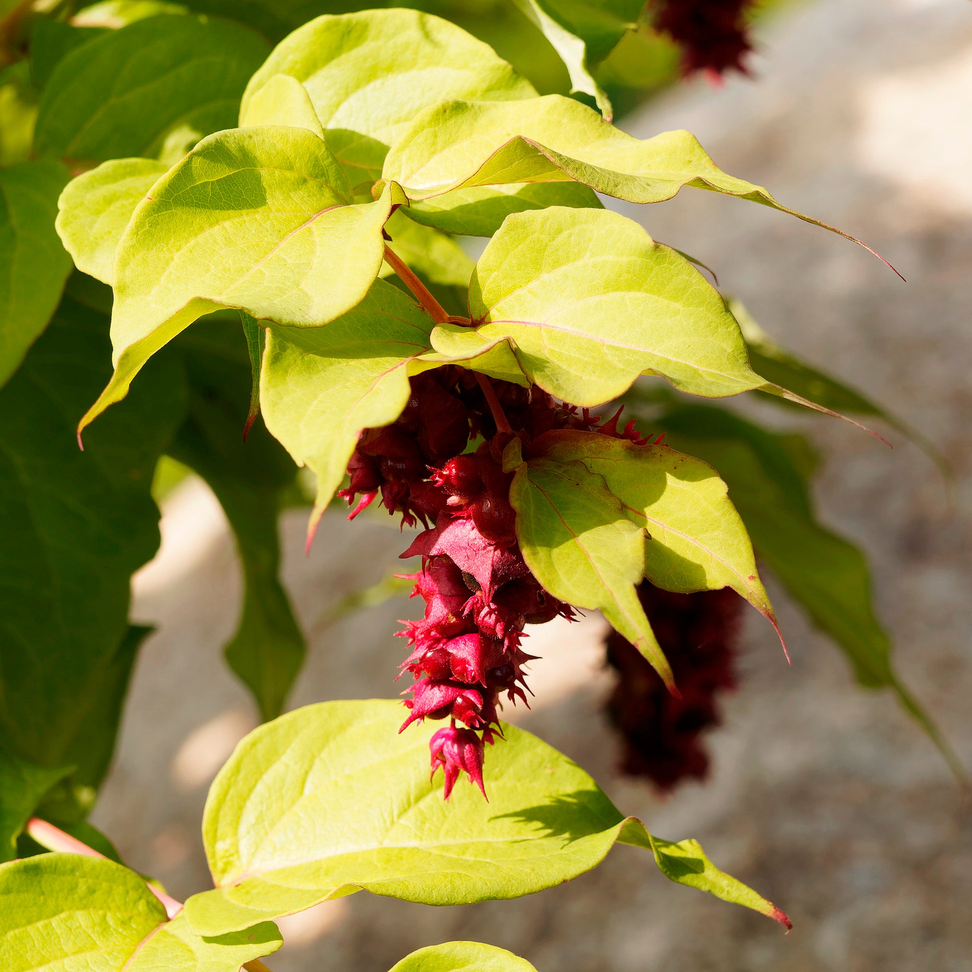 Vente Arbre aux faisans Golden Lanterns - Leycesteria formosa Golden Lanterns