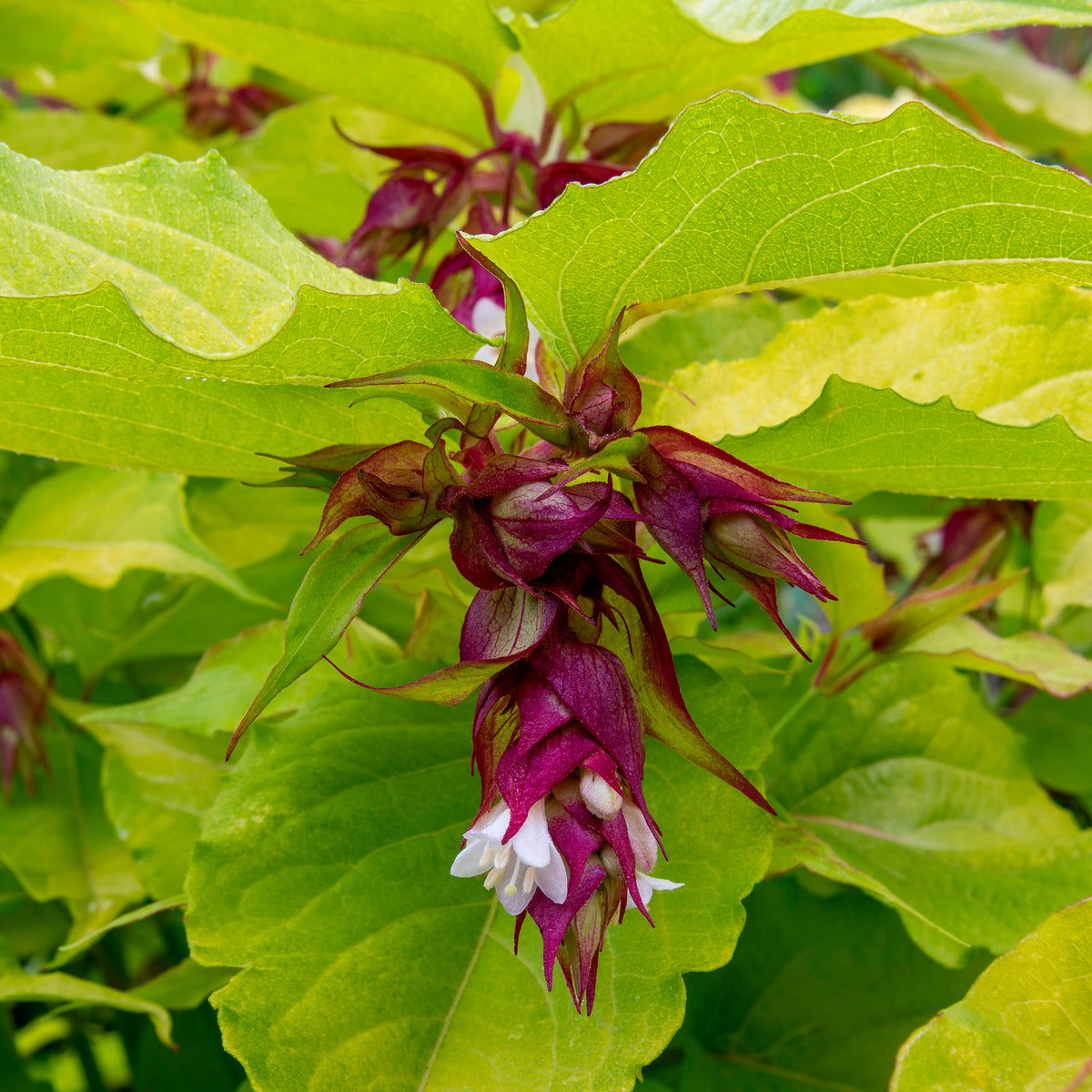 Arbustes fleuris - Arbre aux faisans Golden Lanterns - Leycesteria formosa Golden Lanterns