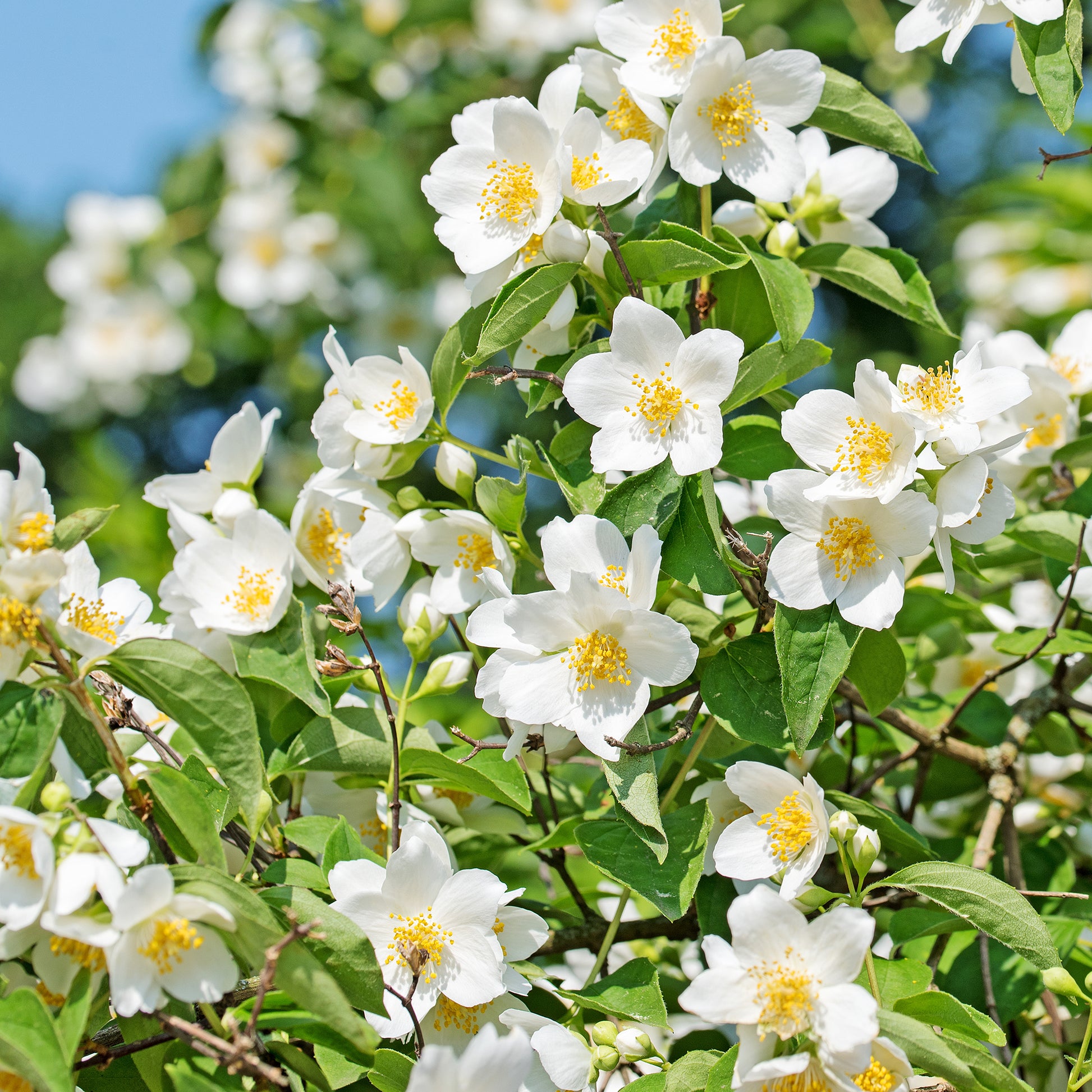 Arbustes fleuris - Seringat des jardins - Philadelphus coronarius