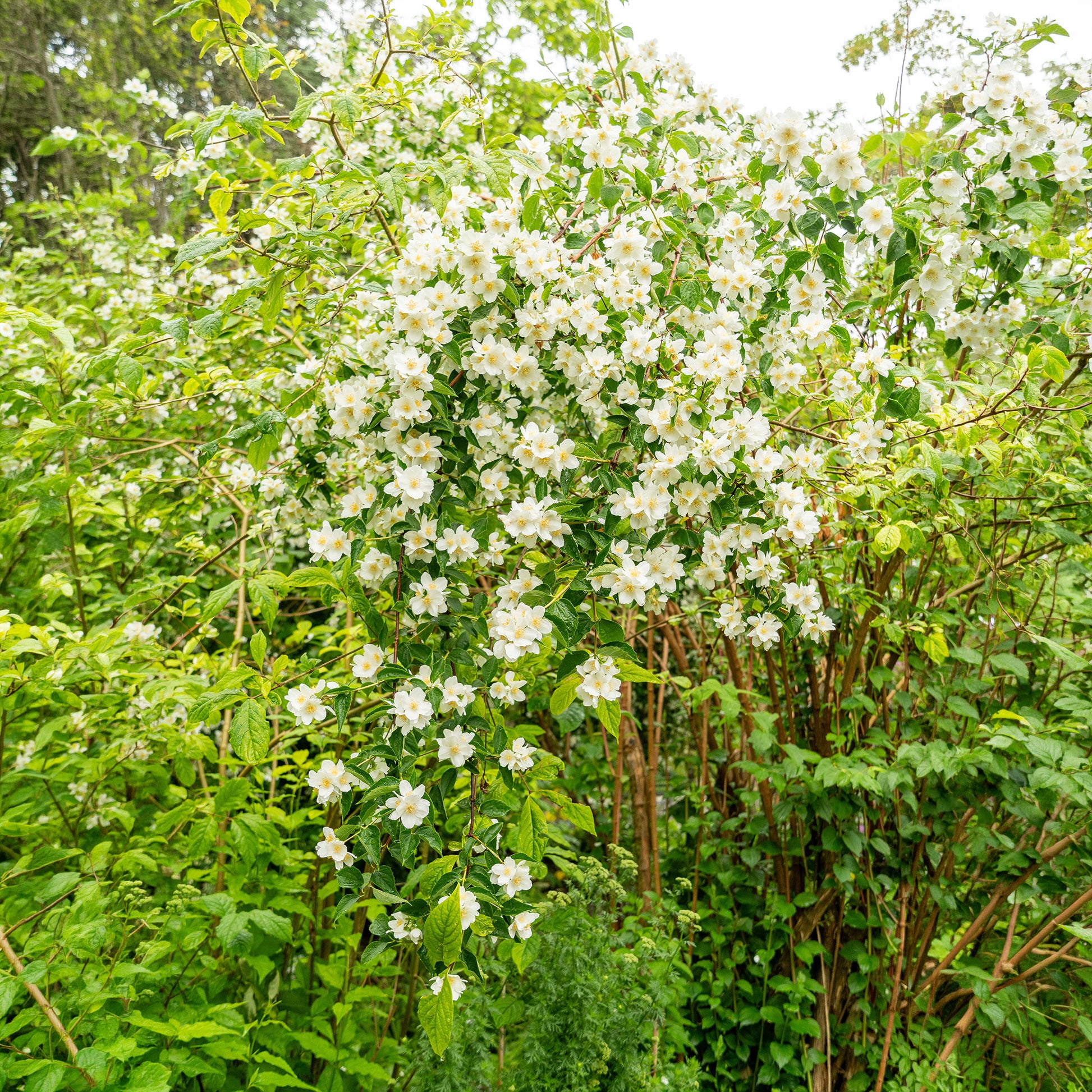 Philadelphus coronarius - Seringat des jardins - Arbustes fleuris
