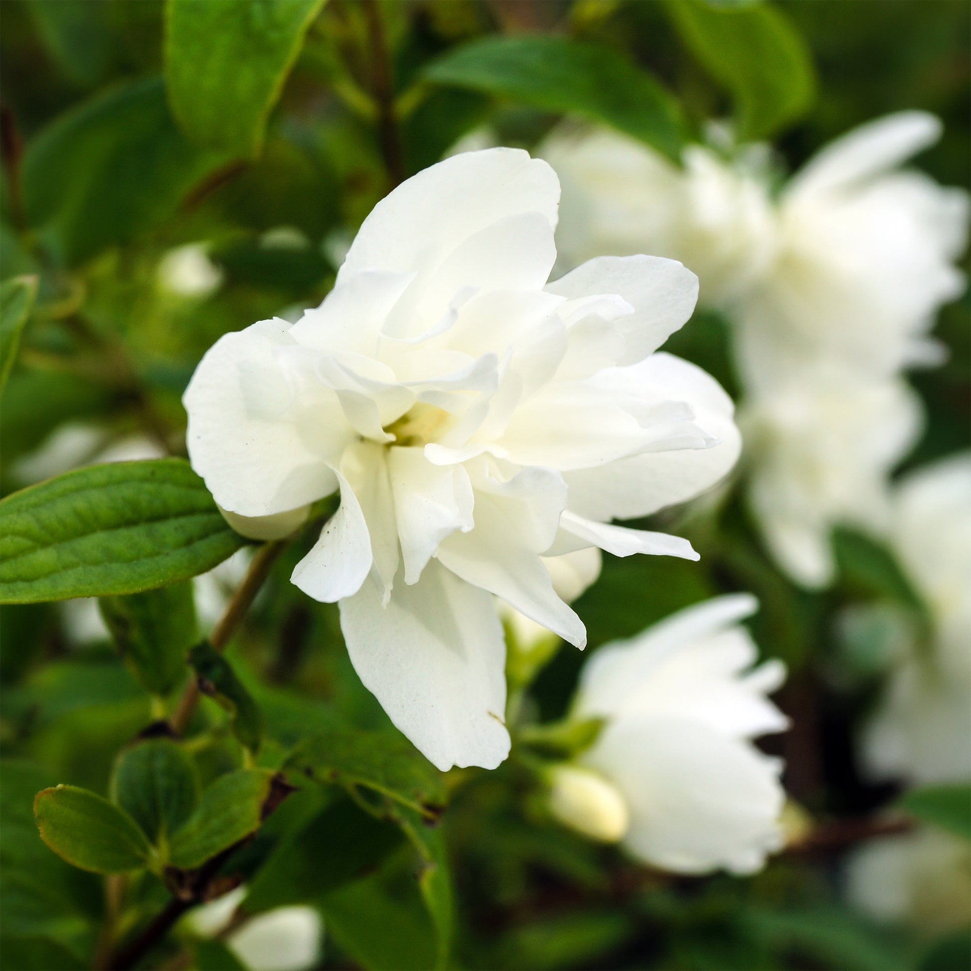 Seringat Snowbelle - Philadelphus Snowbelle - Bakker