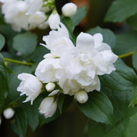Seringat Snowbelle - Bakker
