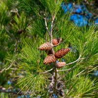 Pinus halepensis - Pin d’Alep - Pin