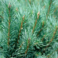Pinus sylvestris Watereri - Pin sylvestre Watereri - Pin
