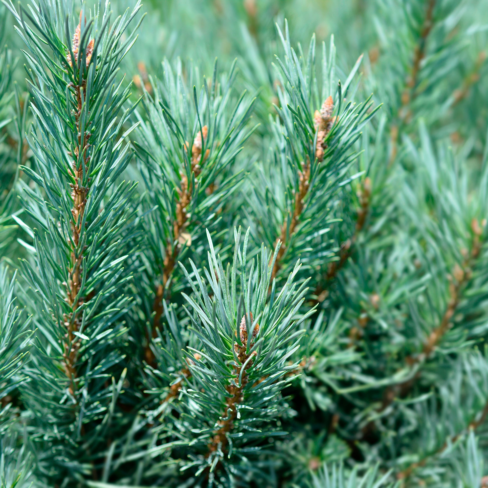 Pinus sylvestris Watereri - Pin sylvestre Watereri - Pin