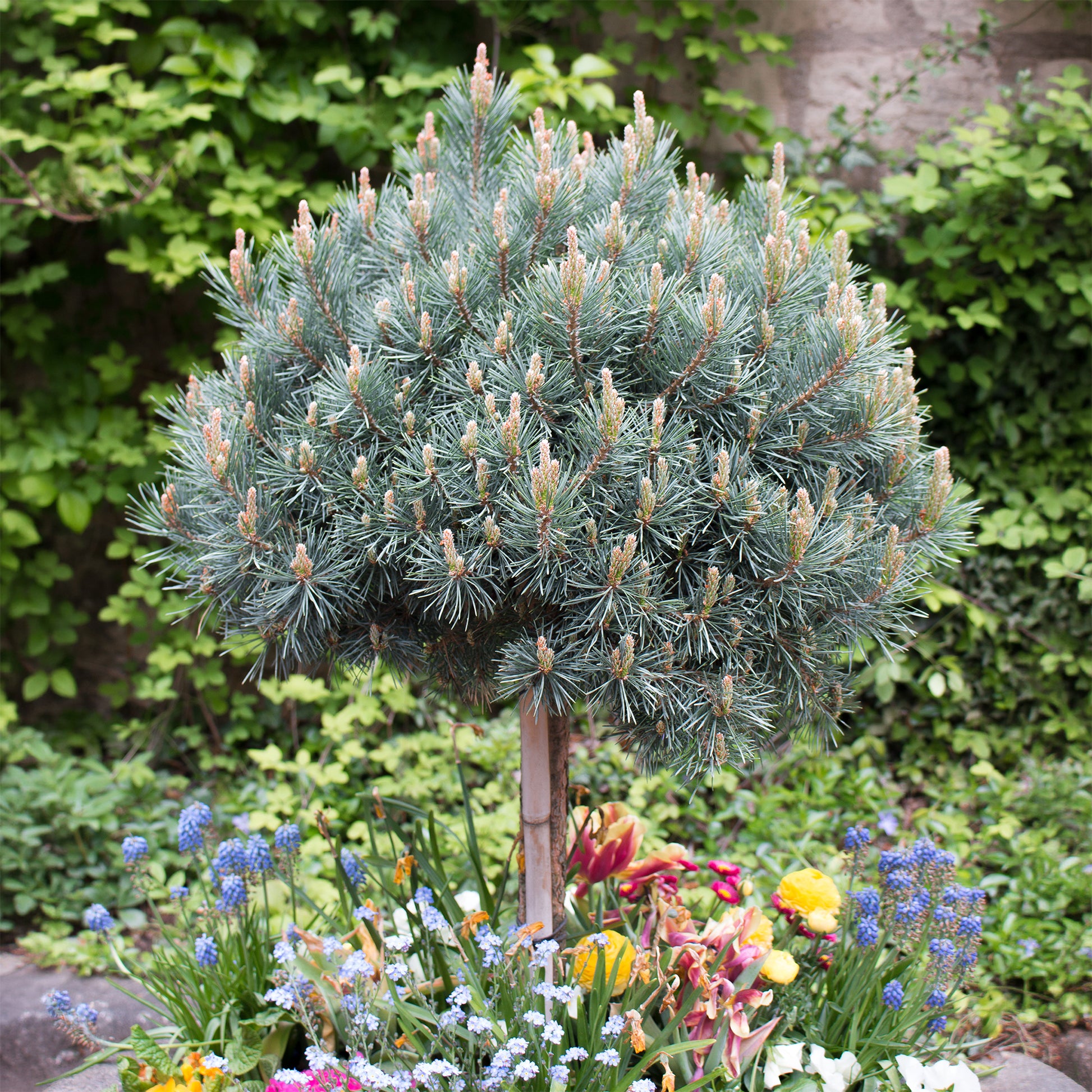 Pin sylvestre Watereri - Bakker