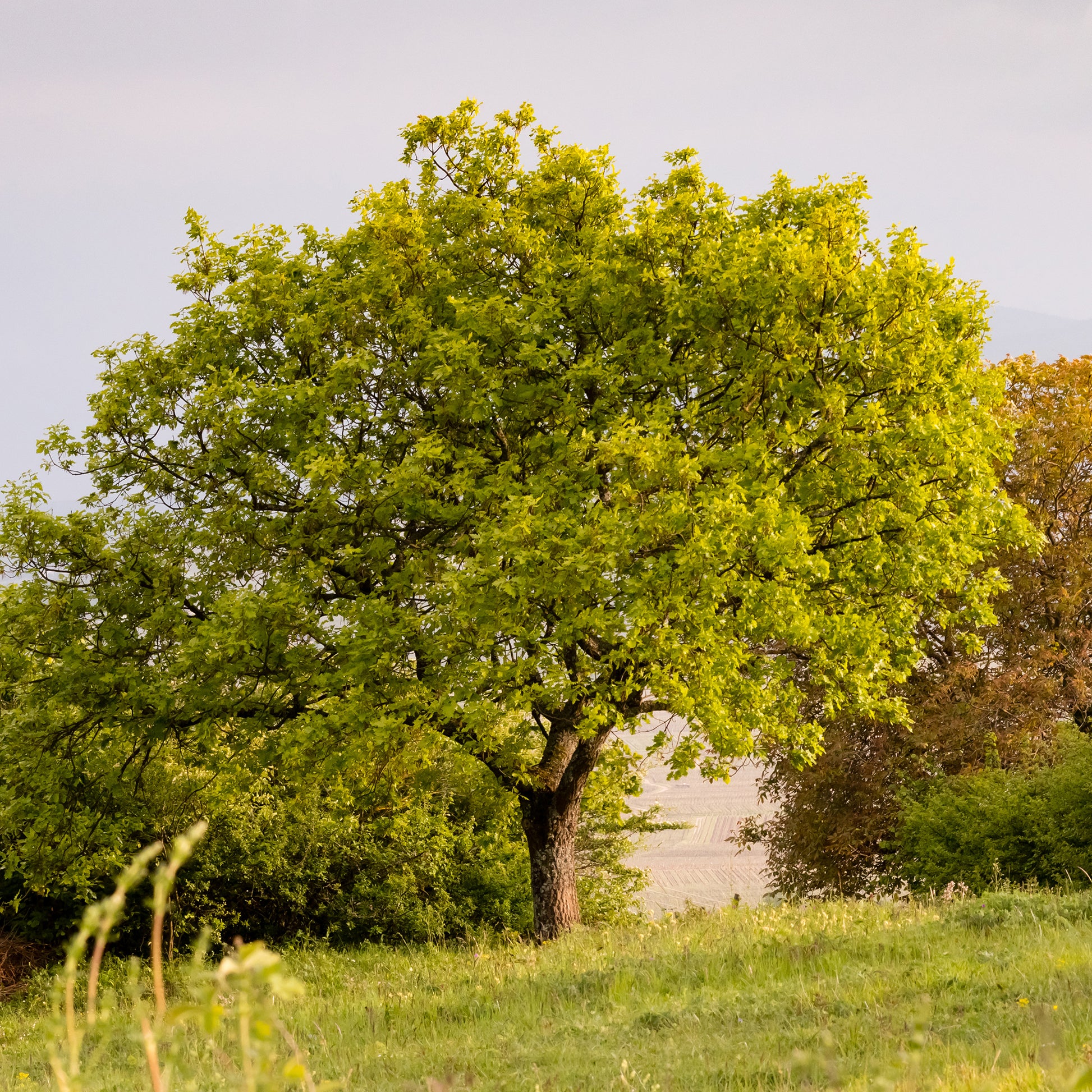 Chêne - Chêne pubescent - Quercus pubescens