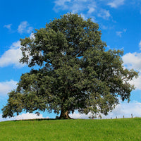 Quercus robur - Chêne pédonculé - Chêne