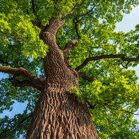 Vente Chêne pédonculé - Quercus robur