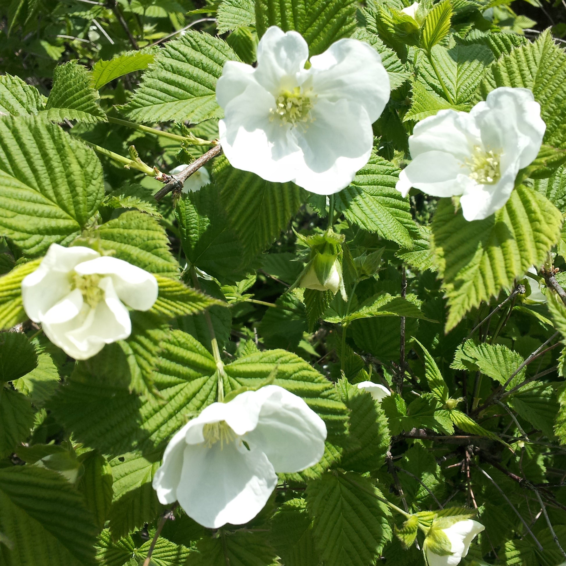 Vente Rhodotypos - Rhodotypos scandens