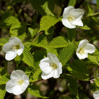 Arbustes fleuris - Rhodotypos - Rhodotypos scandens