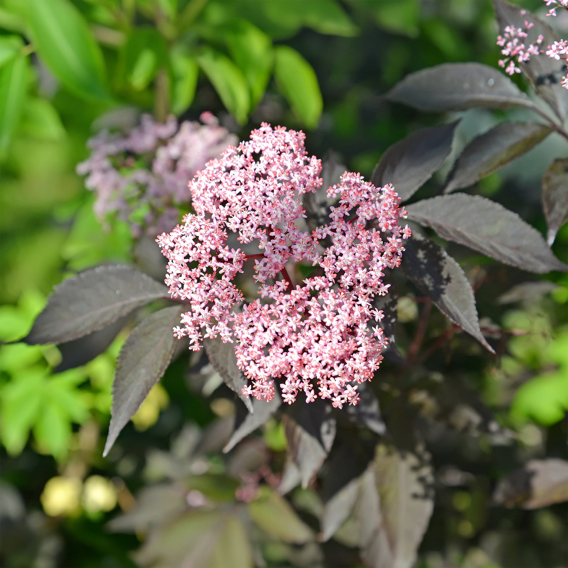 Sambucus nigra Black Beauty - Sureau noir Black Beauty - Arbustes