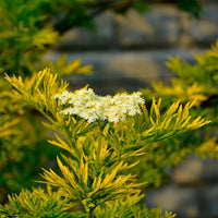 Sambucus nigra Golden Tower - Sureau noir Golden Tower - Arbustes