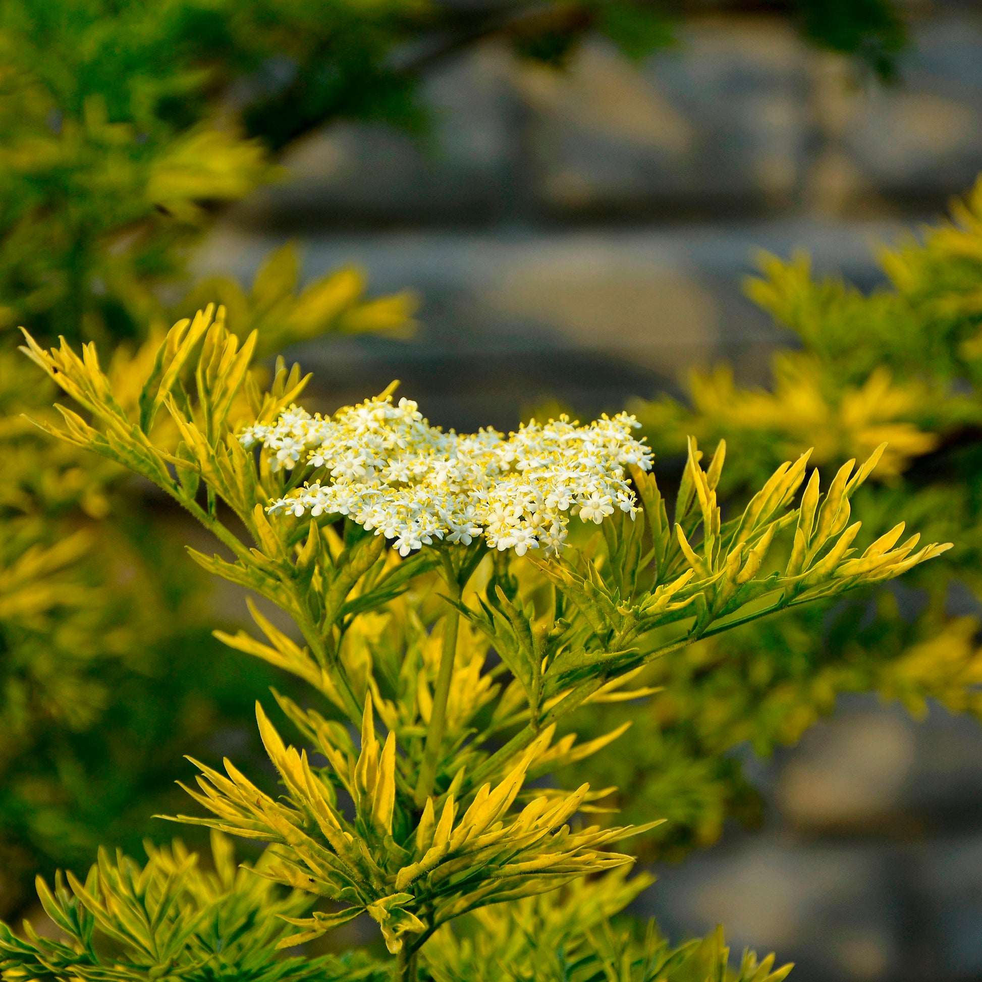 Sambucus nigra Golden Tower - Sureau noir Golden Tower - Arbustes