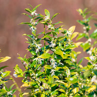Sarcocoque - Sarcococca confusa - Bakker