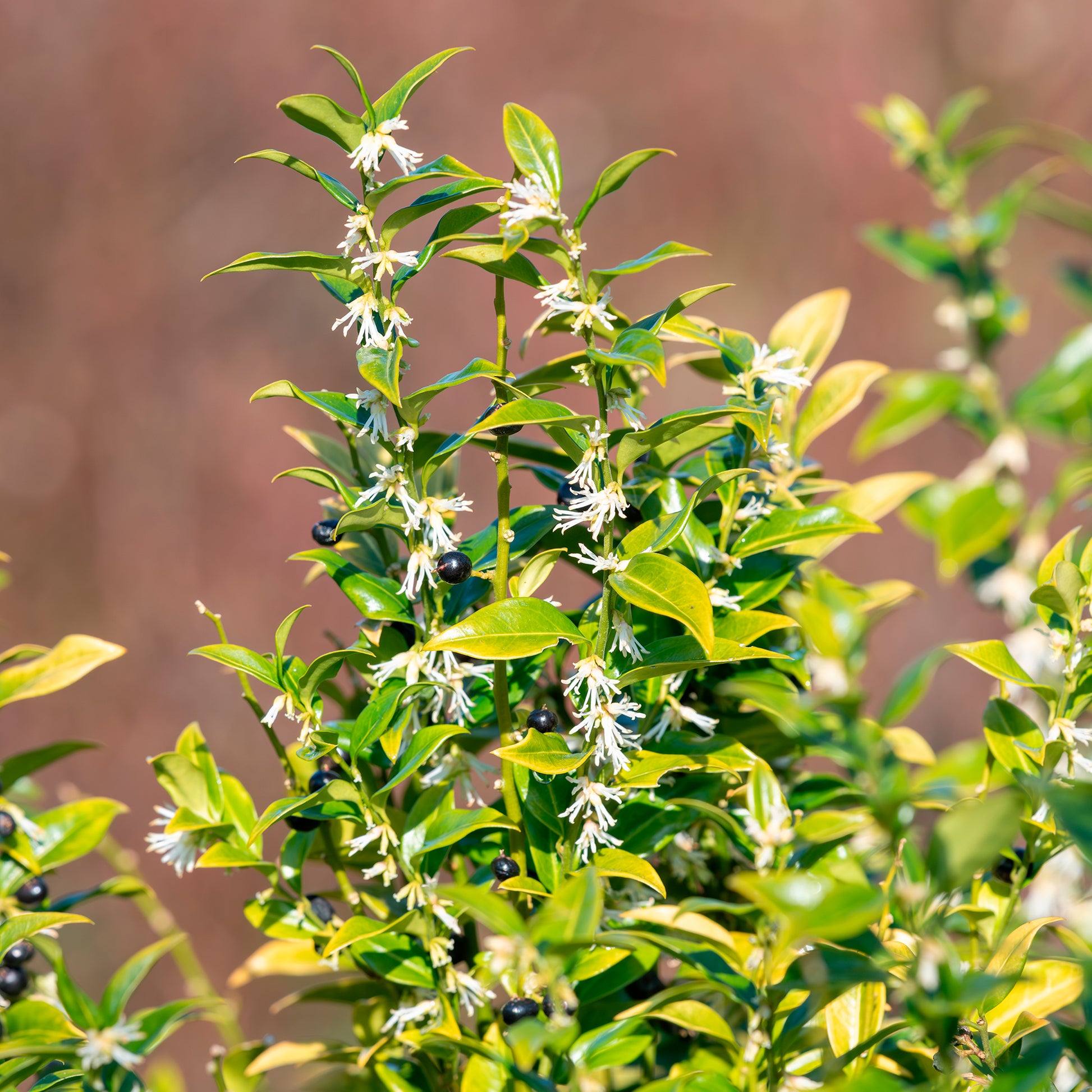 Sarcocoque - Sarcococca confusa - Bakker