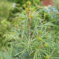 Pin parasol du Japon - Sciadopitys verticillata - Bakker