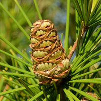 Sciadopitys verticillata - Pin parasol du Japon - Pin