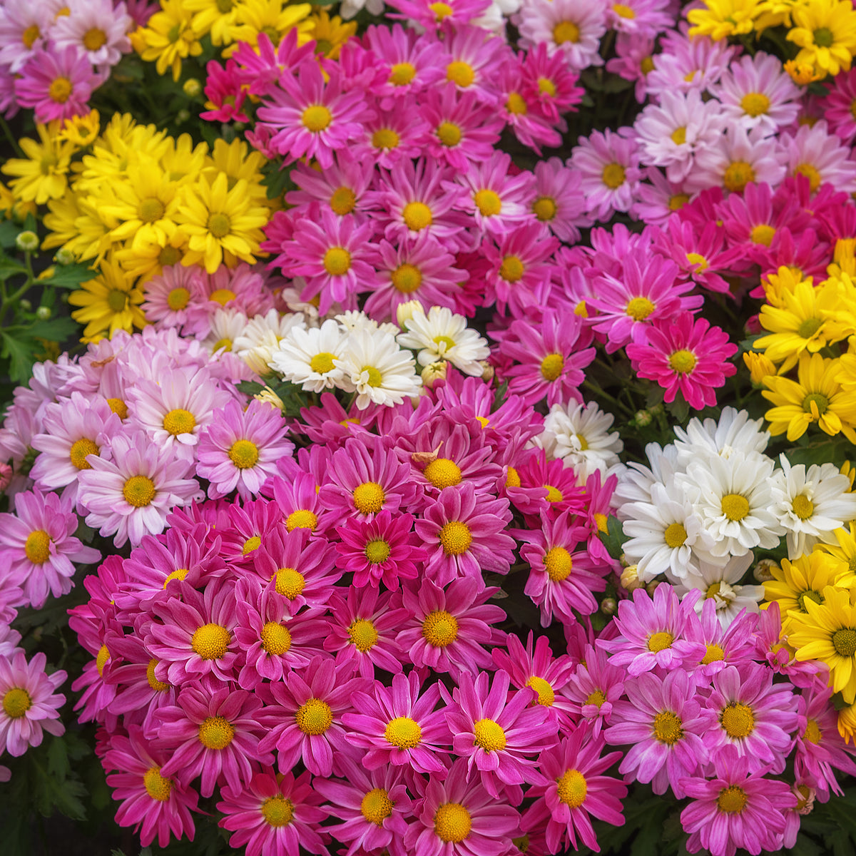 Chrysanthème multifleur carnaval - Bakker
