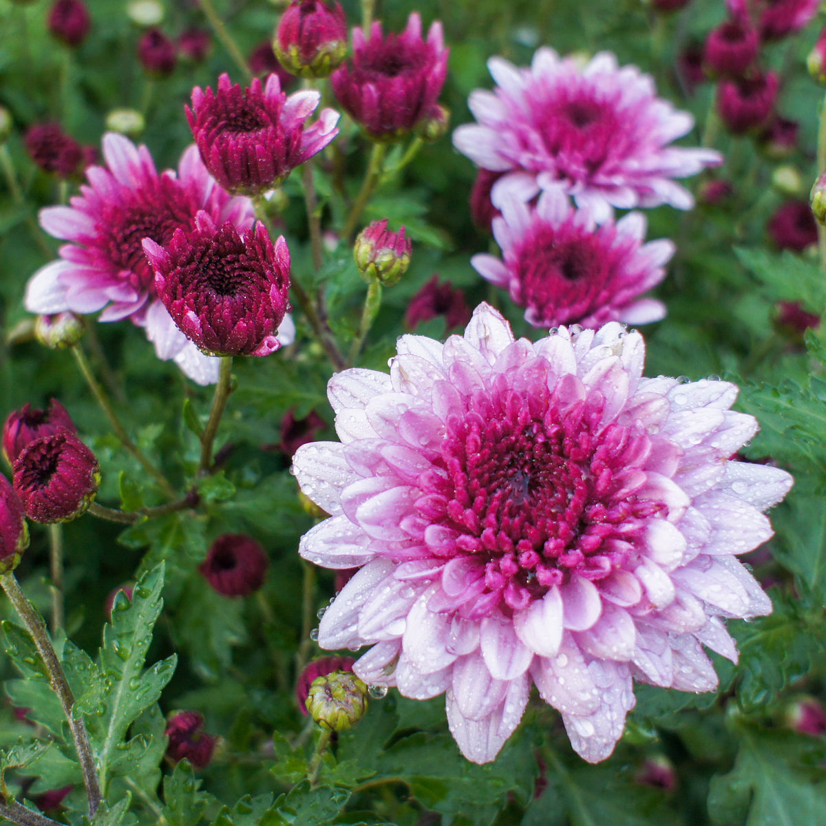 Chrysanthème rose - Chrysanthemum indicum - Bakker