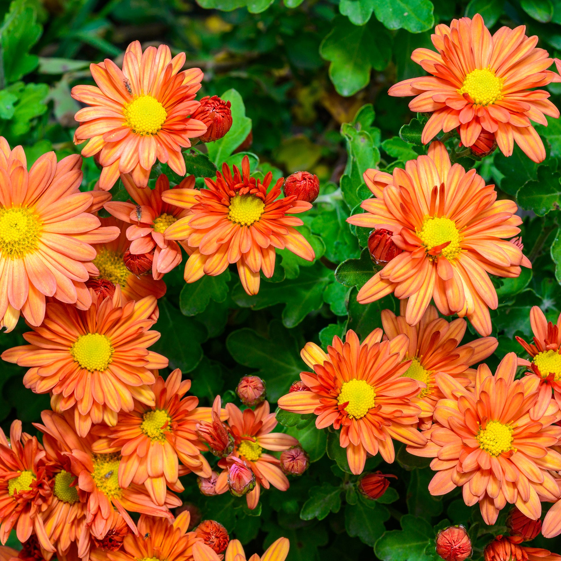 Chrysanthème strié jaune et orange - Bakker