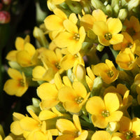 Kalanchoe jaune - Bakker
