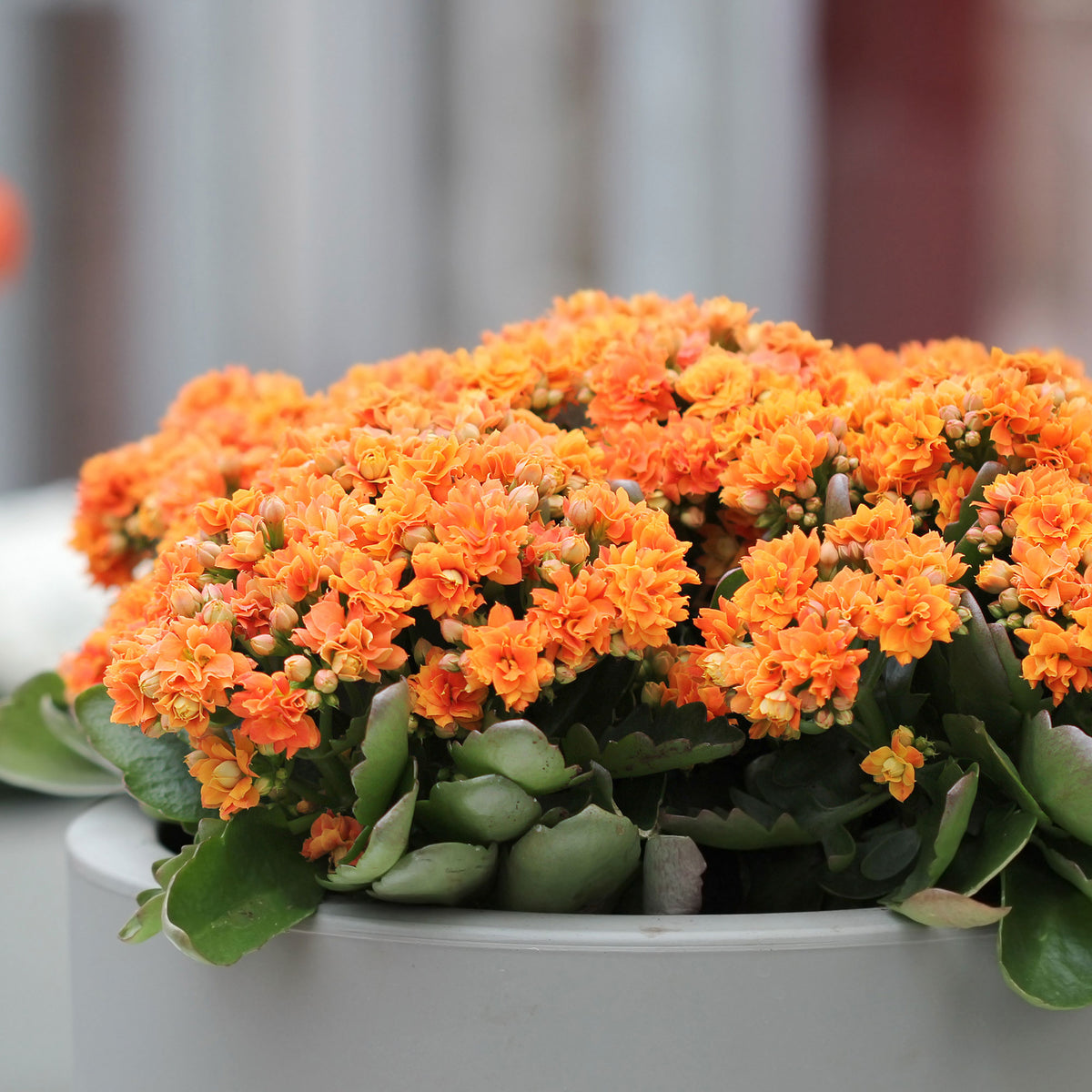 Kalanchoe orange - Kalanchoe blossfeldiana - Bakker