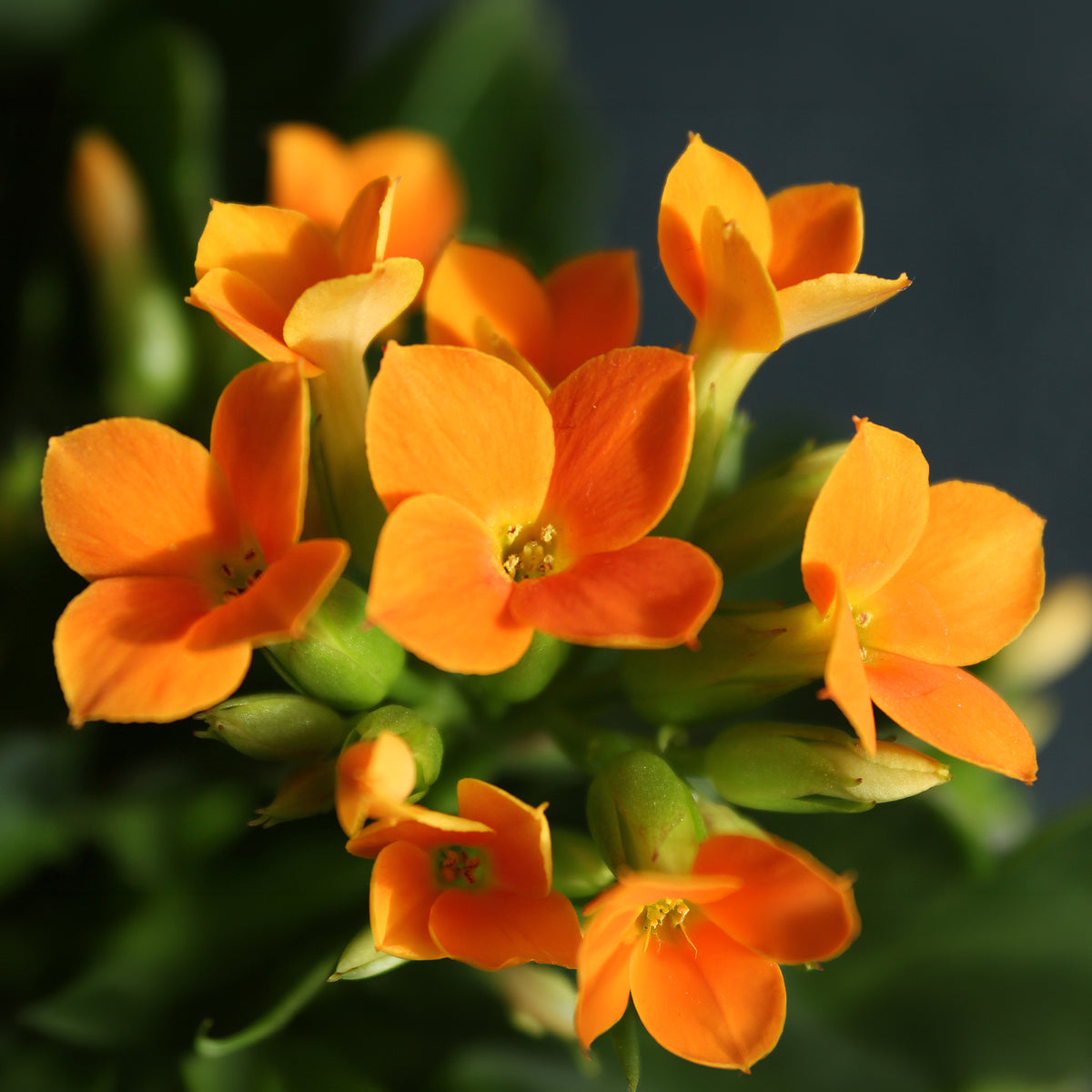Kalanchoe blossfeldiana - Kalanchoe orange - Fleurs pour terrasses et balcons