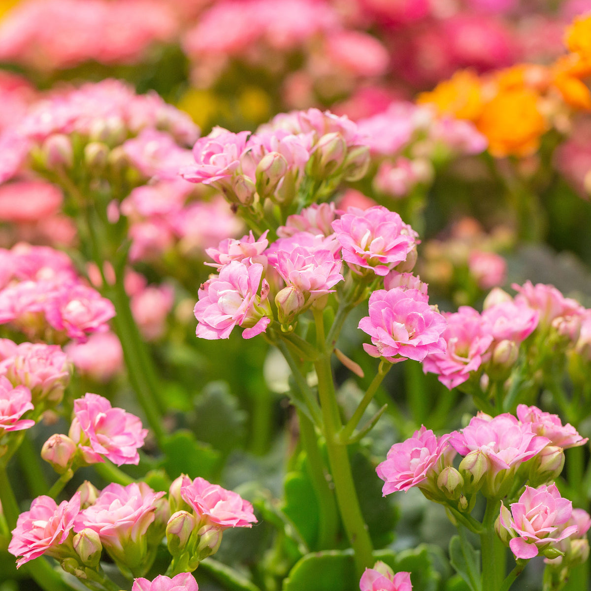 Kalanchoe rose - Bakker