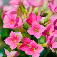 Kalanchoe rose - Kalanchoe blossfeldiana - Bakker