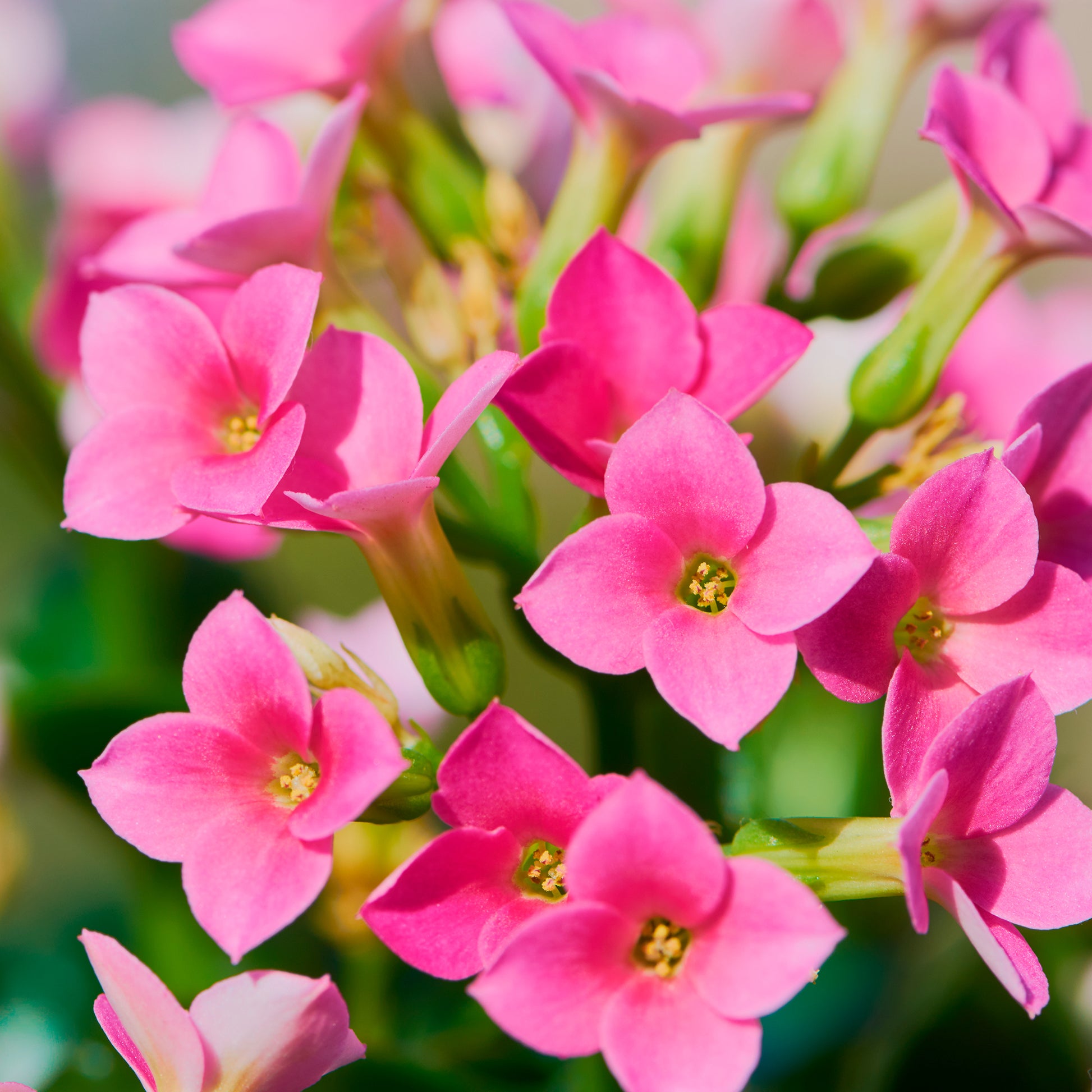 Kalanchoe rose - Kalanchoe blossfeldiana - Bakker